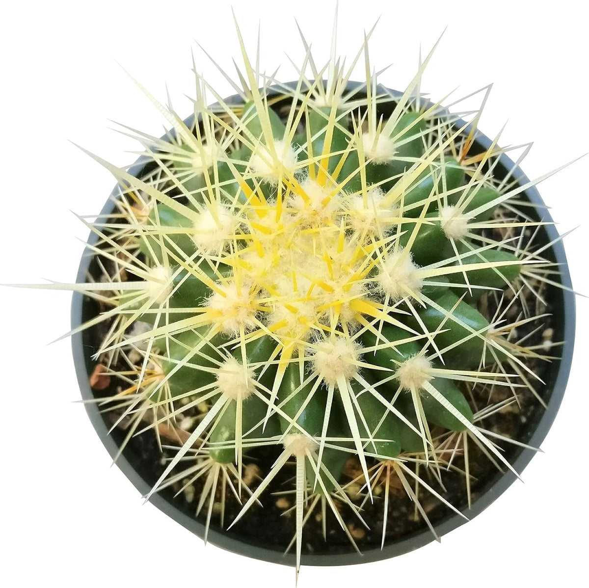 2 inch Succulent Plants E484357