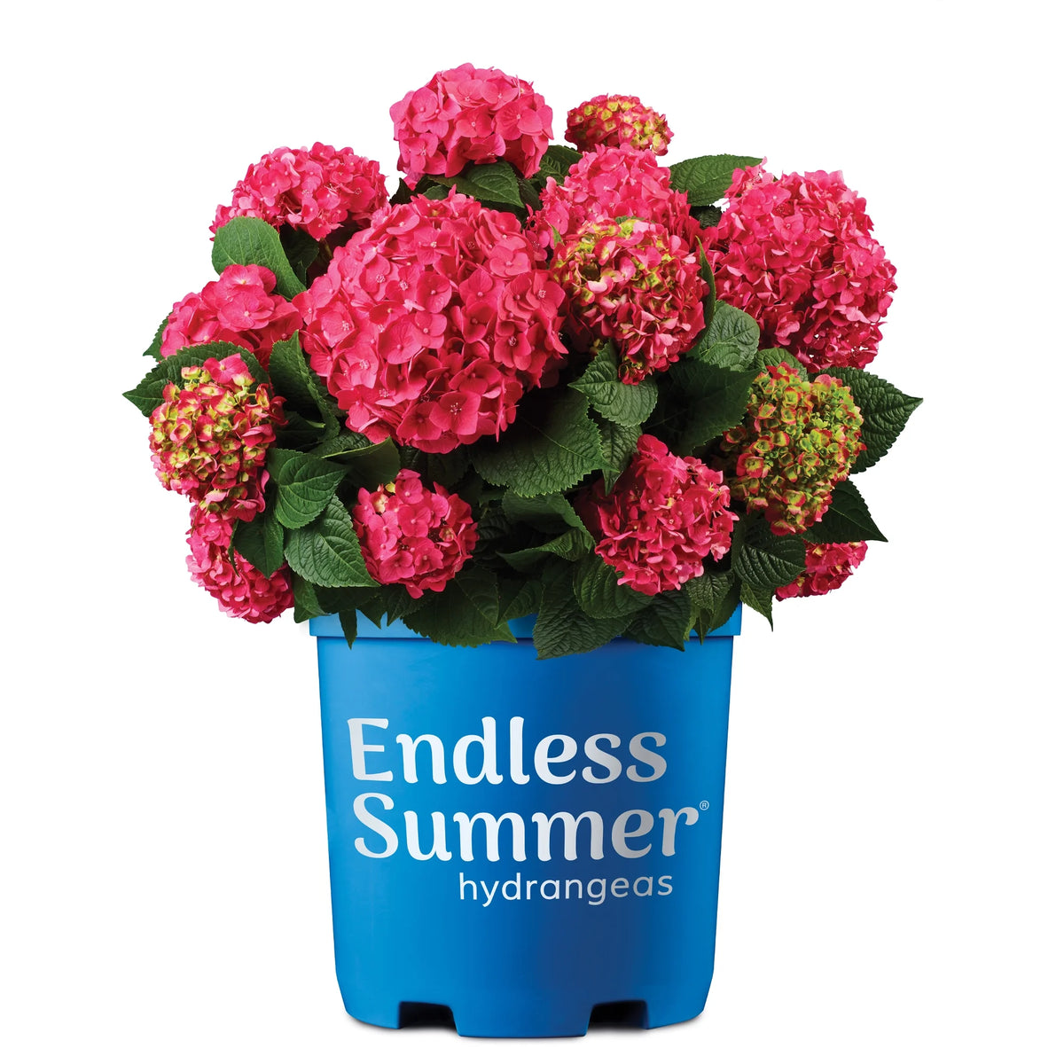 Hydrangea Live Shrub 1 Gallon Z620