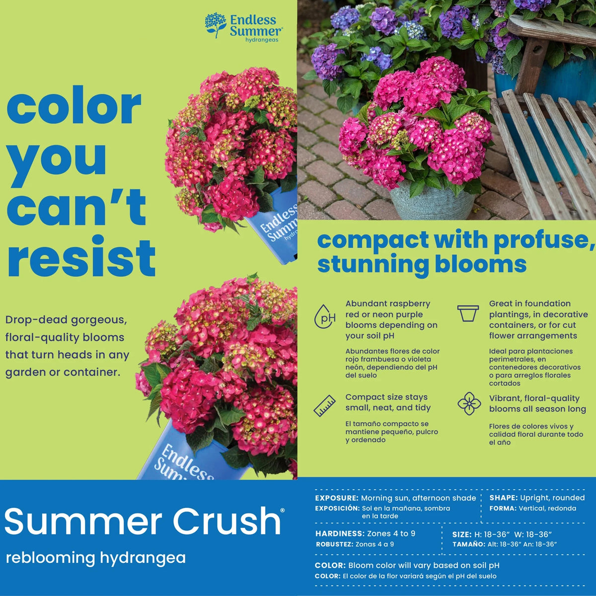 Hydrangea Live Shrub 1 Gallon Z620
