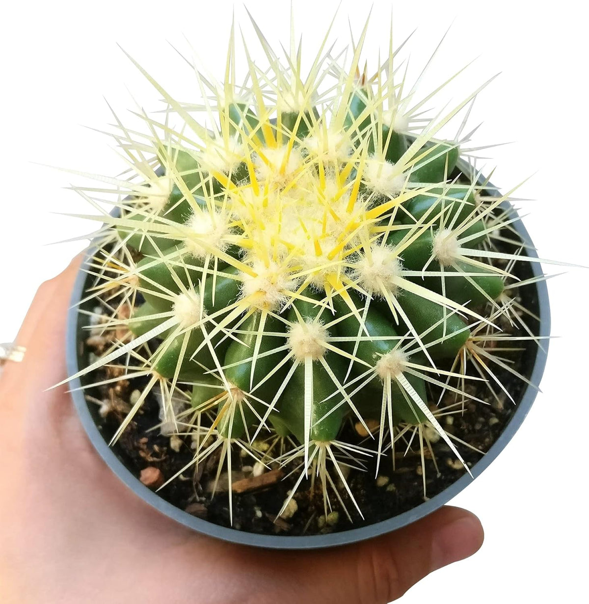 2 inch Succulent Plants E484357