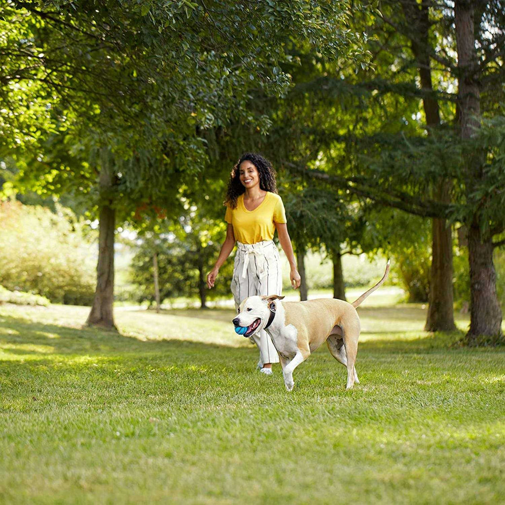Real Beef Pea & Brown Rice Recipe Dry Dog Food H814039