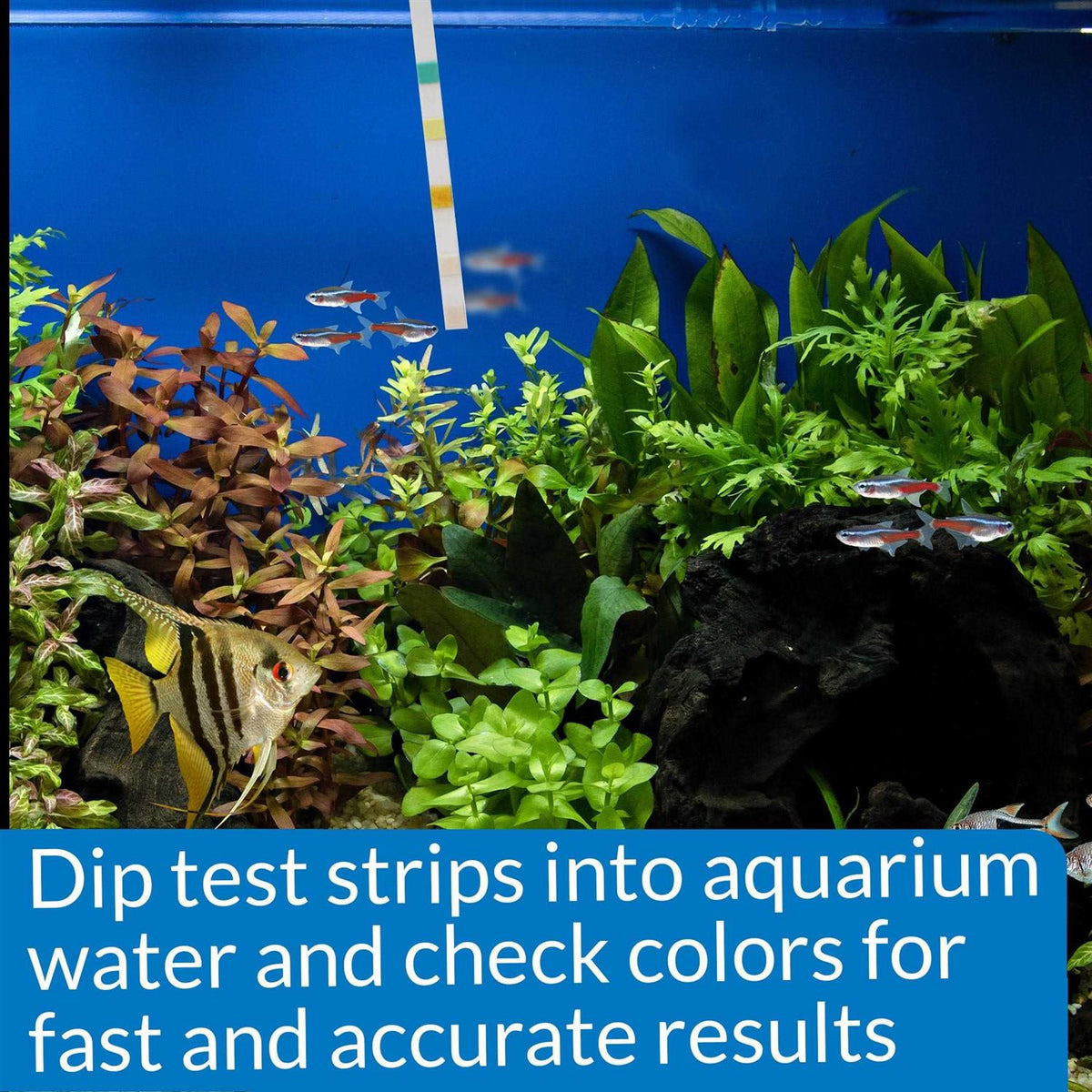5 in 1 Aquarium Test Strips R4754