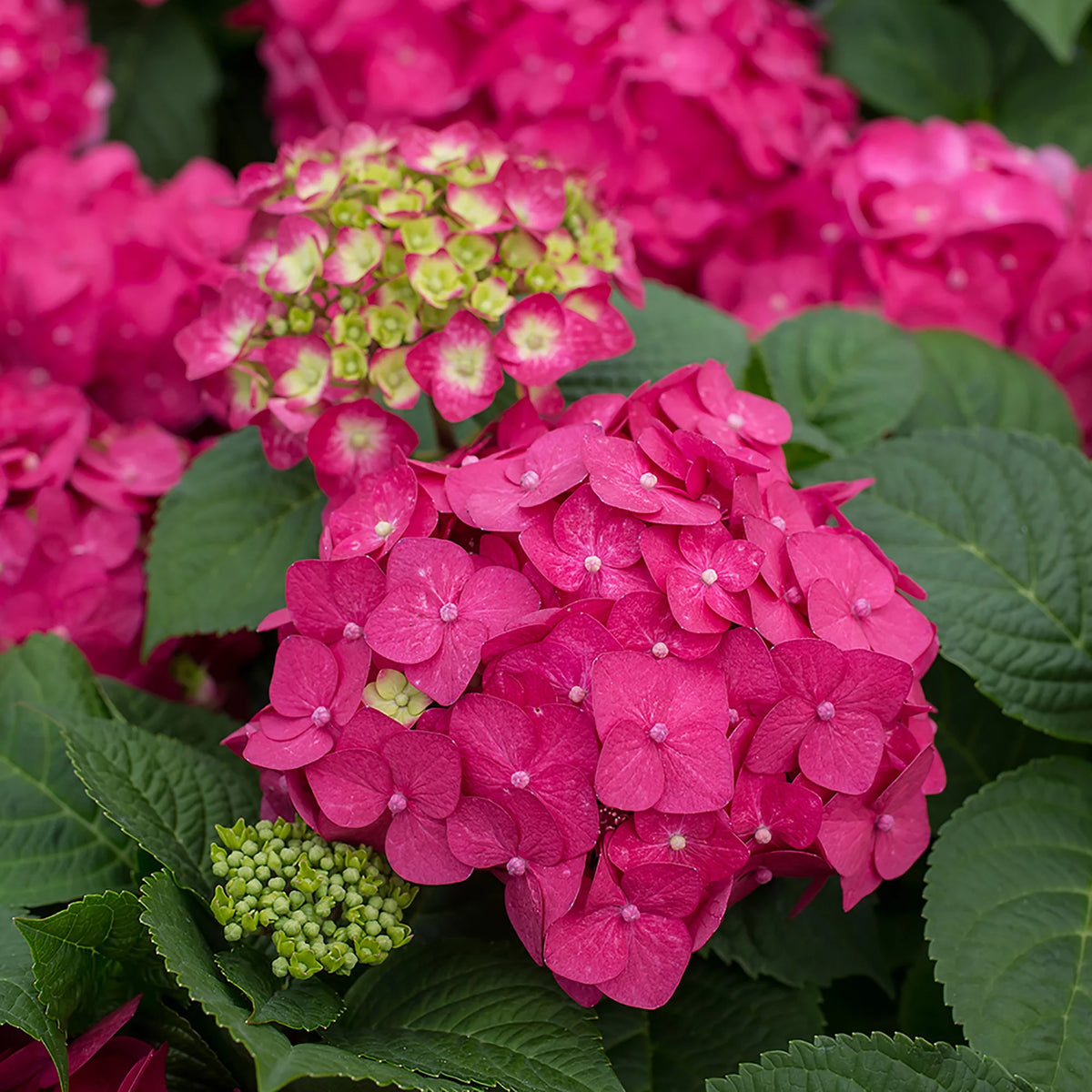 Hydrangea Live Shrub 1 Gallon Z620