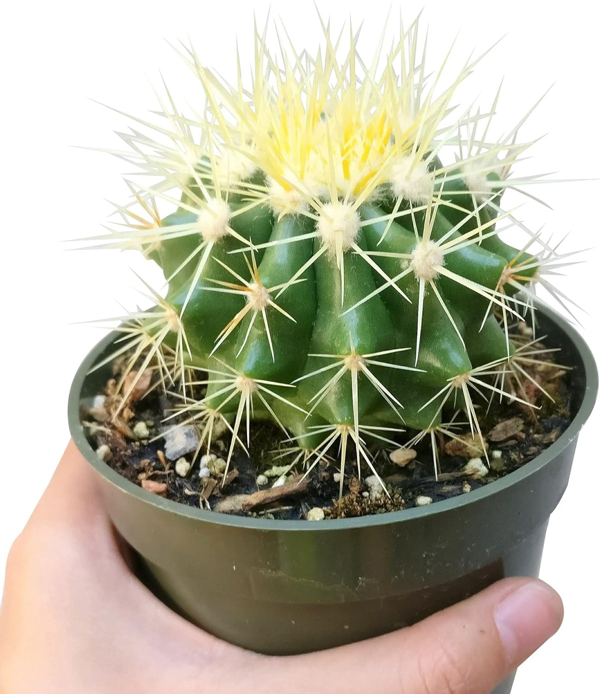 2 inch Succulent Plants E484357