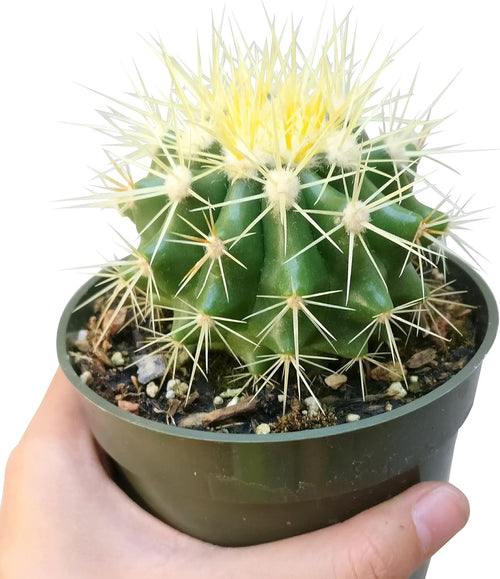 2 inch Succulent Plants E484357
