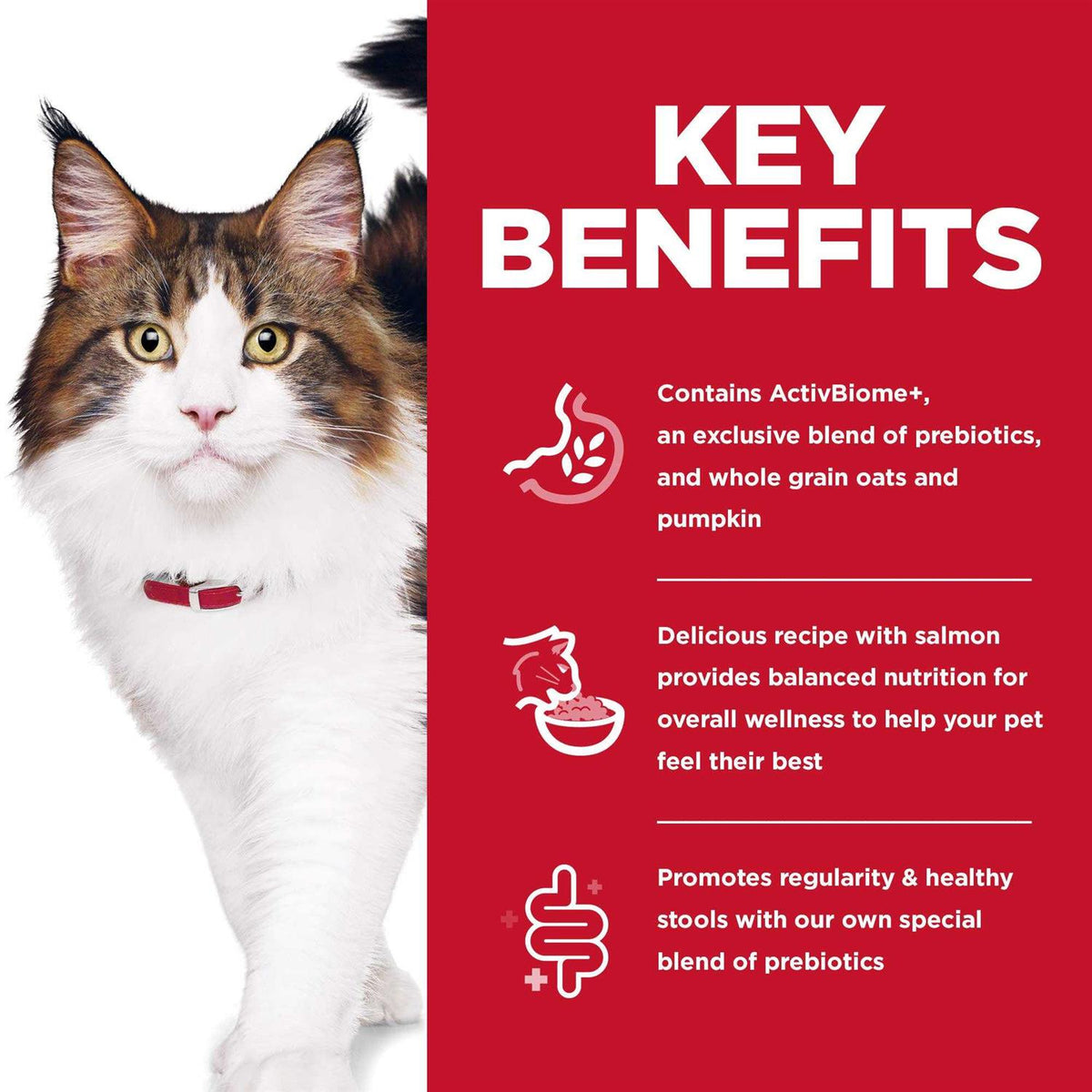 Adult Cat Dry Food Salmon R48617