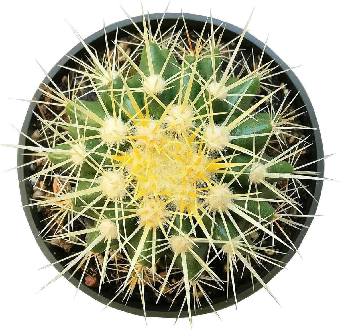 2 inch Succulent Plants E484357