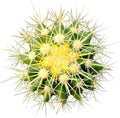 2 inch Succulent Plants E484357