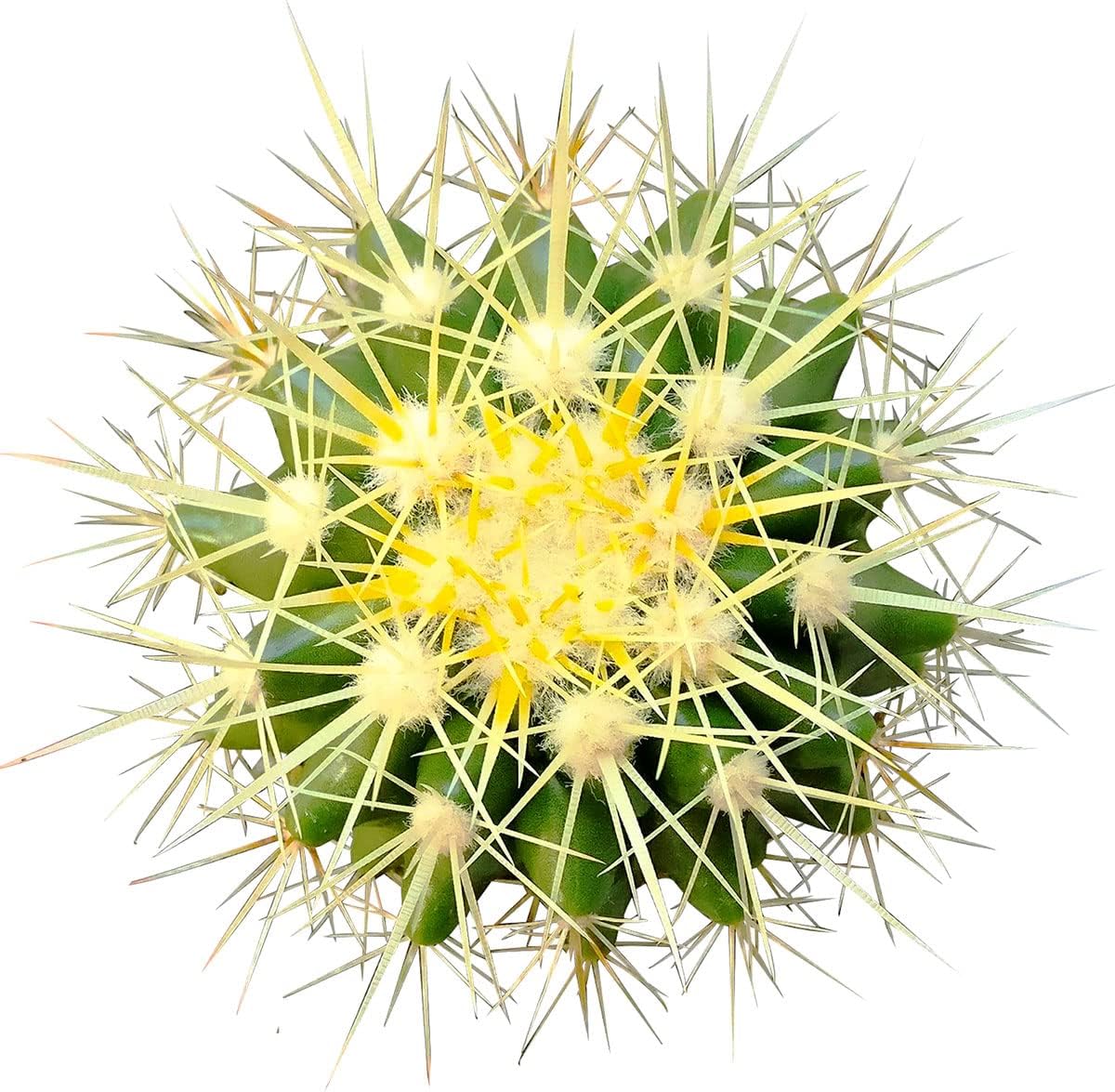 2 inch Succulent Plants E484357
