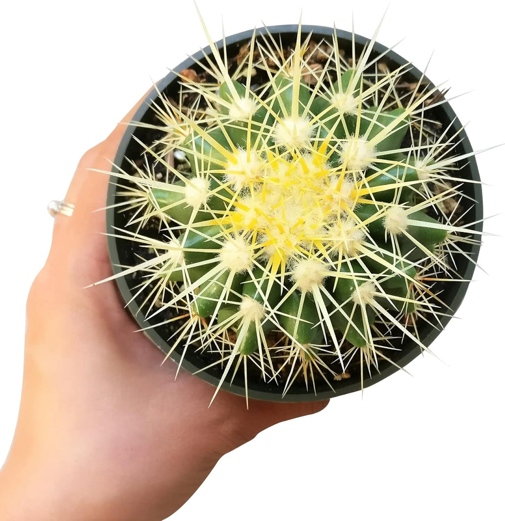 2 inch Succulent Plants E484357