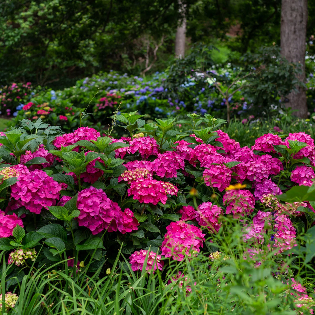 Hydrangea Live Shrub 1 Gallon Z620