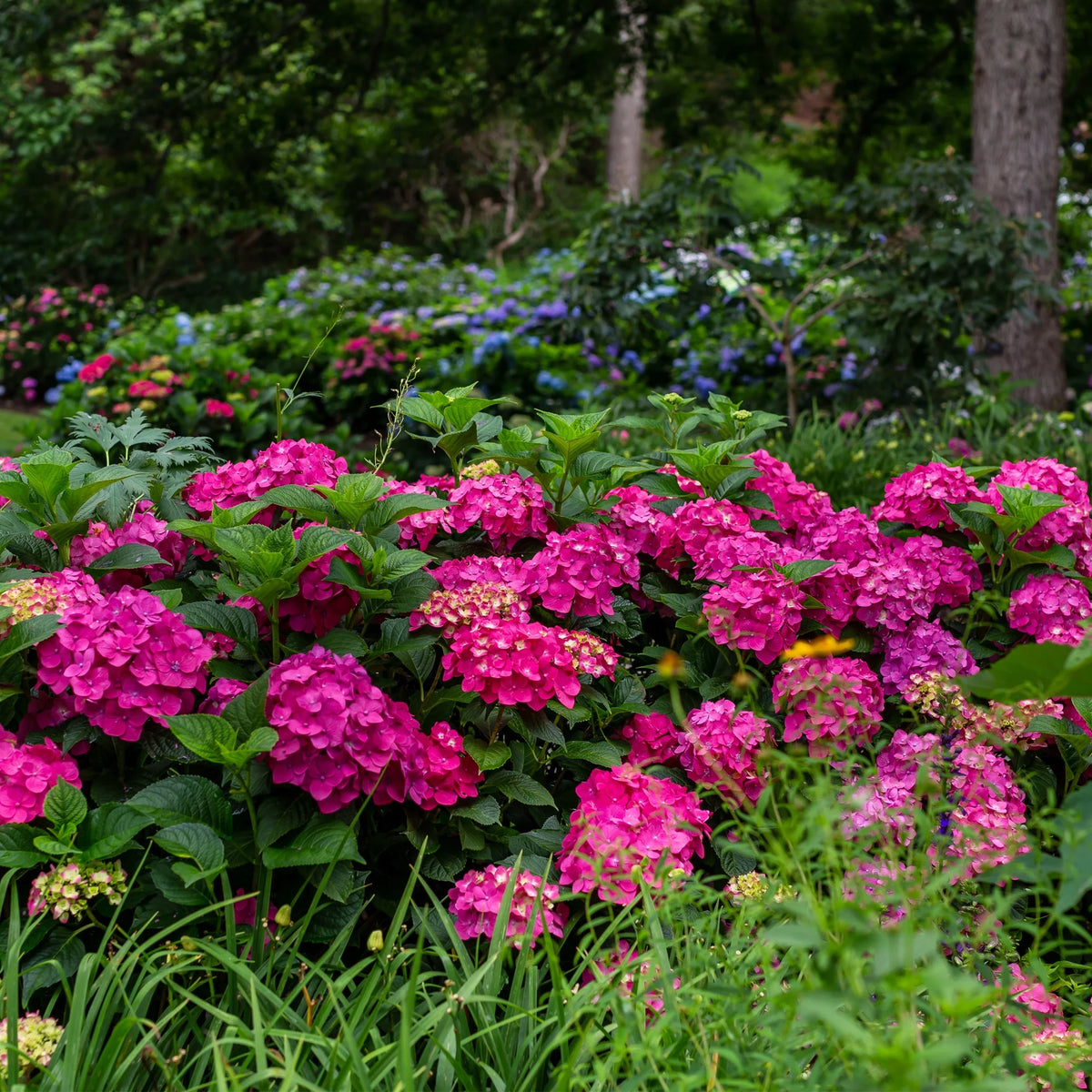 Hydrangea Live Shrub 1 Gallon Z620