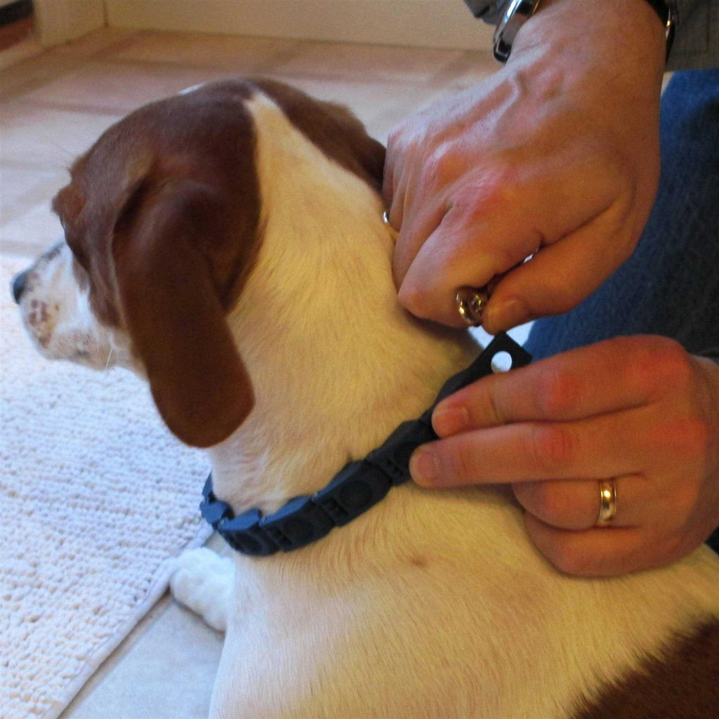 Dog Training Collar Medium Large B307725