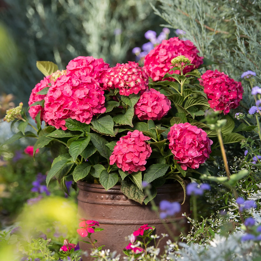 Hydrangea Live Shrub 1 Gallon Z620