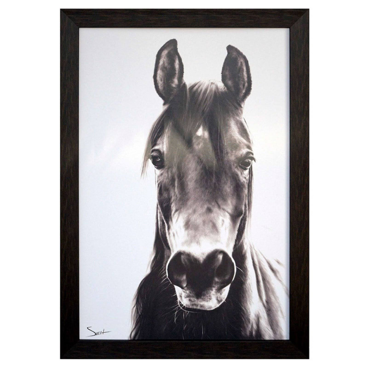Horse Portrait S231993