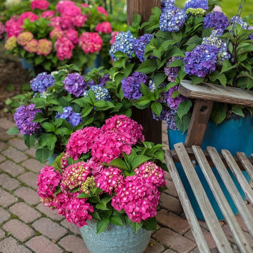 Hydrangea Live Shrub 1 Gallon Z620