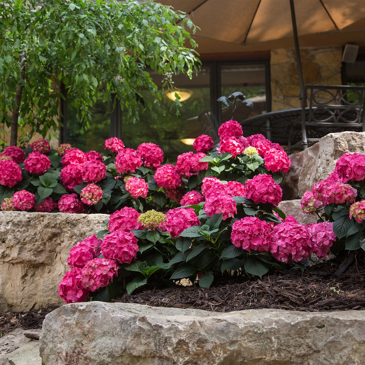 Hydrangea Live Shrub 1 Gallon Z620